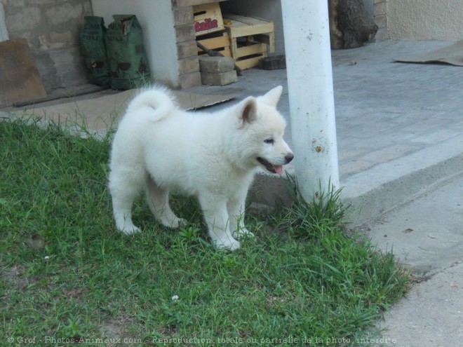 Photo d'Akita inu