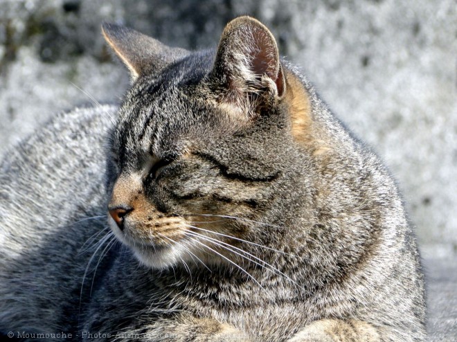 Photo de Chat domestique