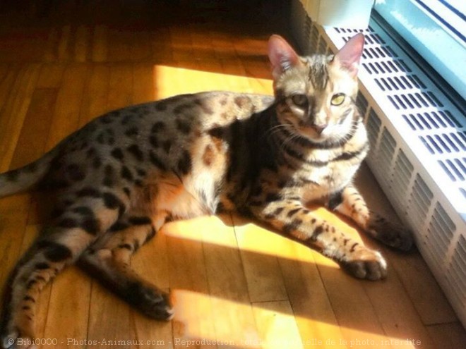 Photo de Bengal