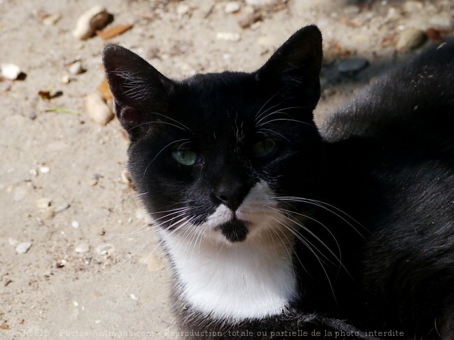 Photo de Chat domestique