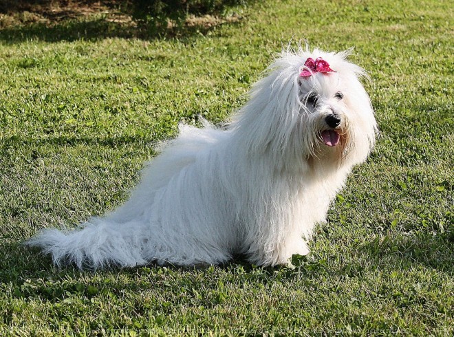 Photo de Coton de tulear