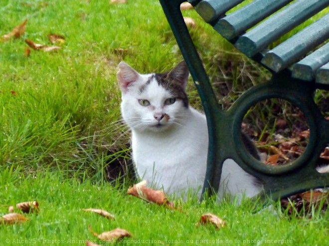 Photo de Chat domestique