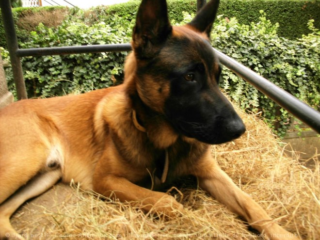 Photo de Berger belge malinois