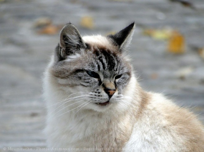 Photo de Chat domestique