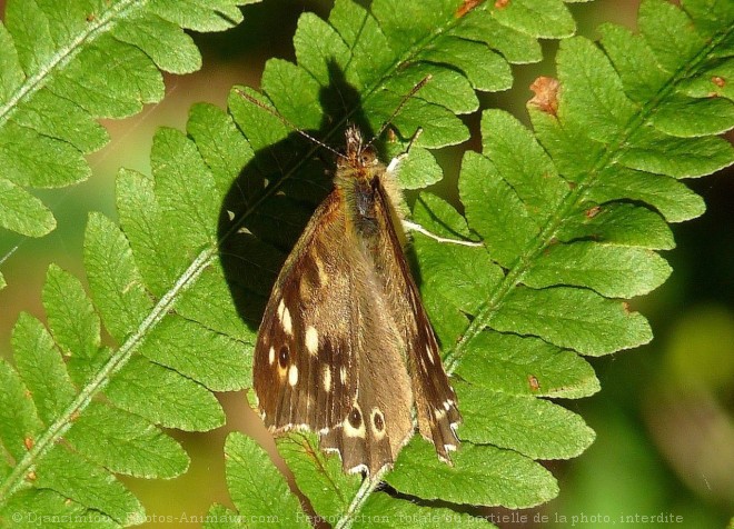 Photo de Papillon