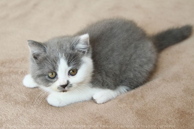 Photo de British shorthair