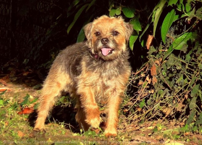 Photo de Border terrier