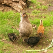 Photo de Poule