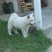 Photo d'Akita inu