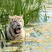 Photo de Tigre