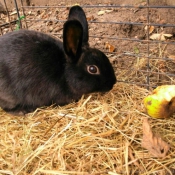 Photo de Lapin