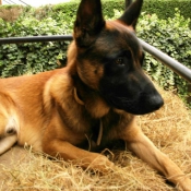 Photo de Berger belge malinois