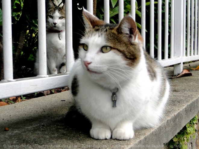 Photo de Chat domestique