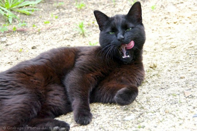 Photo de Chat domestique