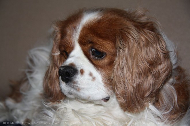 Photo de Cavalier king charles spaniel