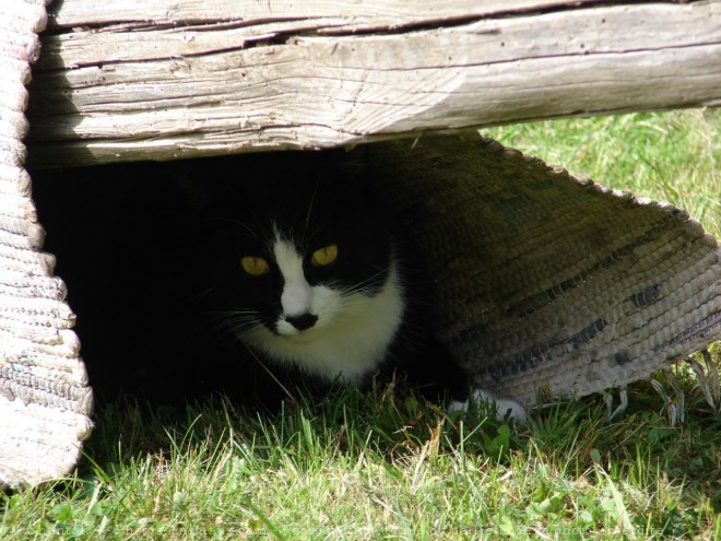 Photo de Chat domestique