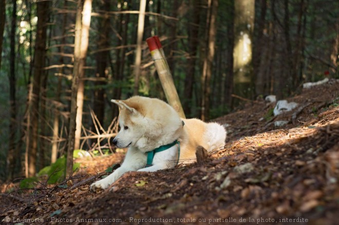 Photo d'Akita inu