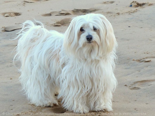 Photo de Coton de tulear