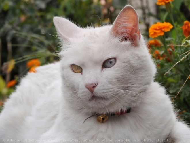 Photo de Chat domestique