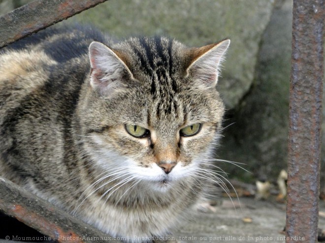 Photo de Chat domestique