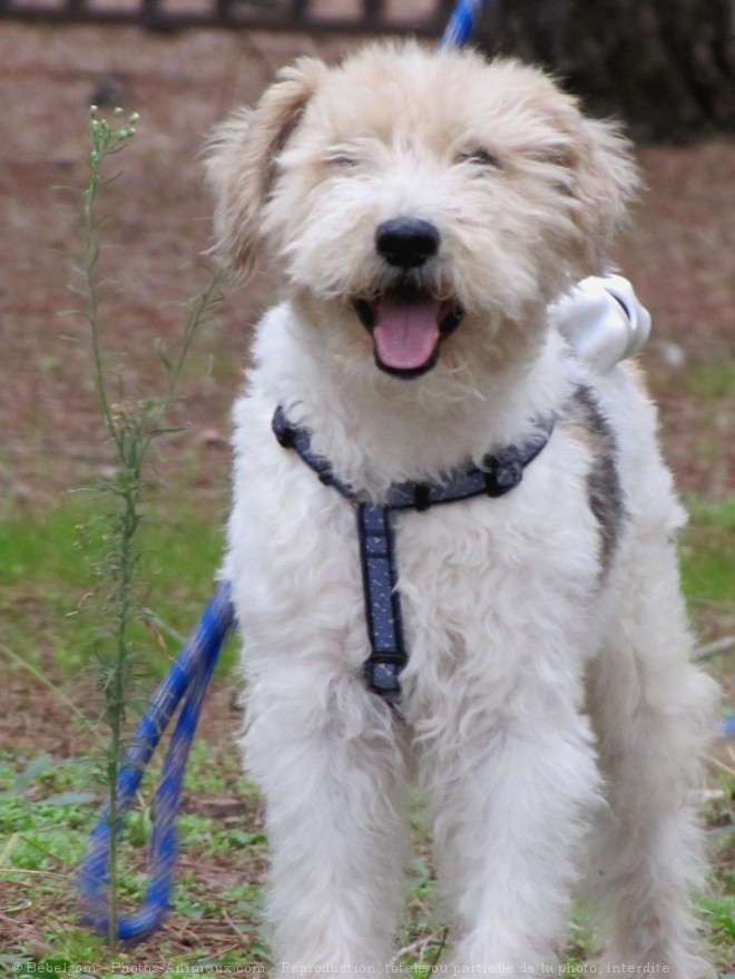 Photo de Fox terrier  poil dur