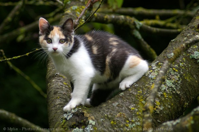 Photo de Chat domestique