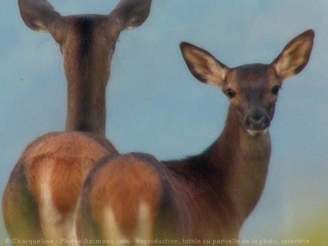 Photo de Biche