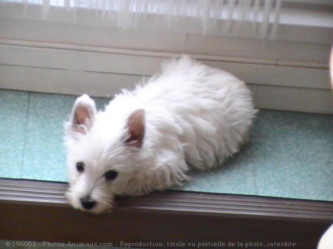 Photo de West highland white terrier