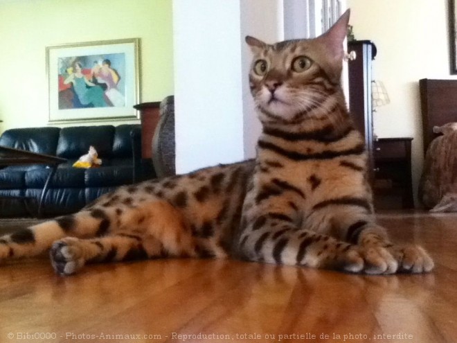 Photo de Bengal