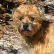 Photo de Border terrier