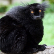 Photo de Lmurien - lmur macaco