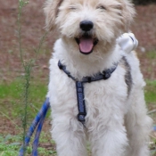 Photo de Fox terrier  poil dur