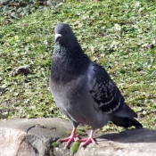 Photo de Pigeon