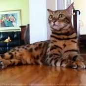 Photo de Bengal