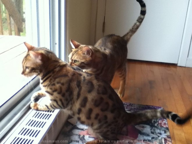 Photo de Bengal