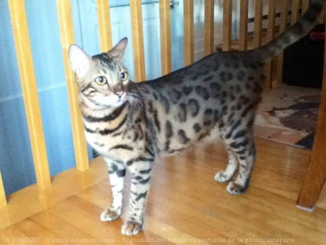 Photo de Bengal