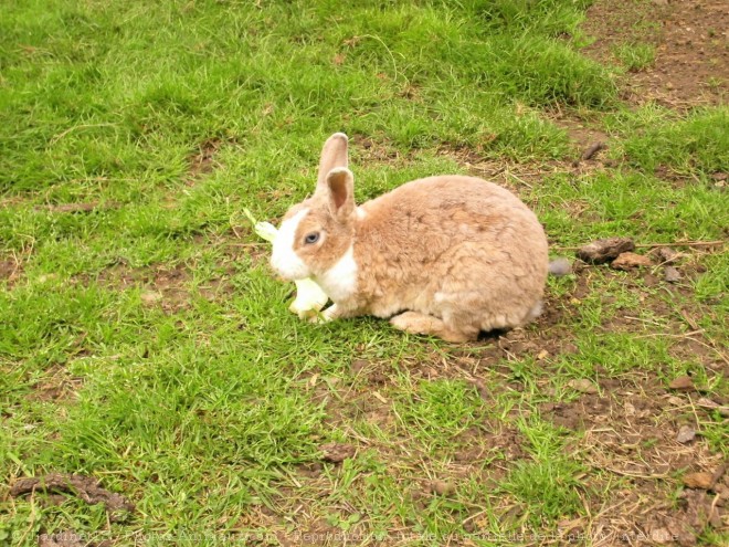 Photo de Lapin