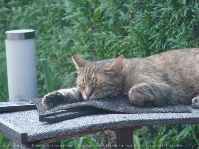 Photo de Chat domestique