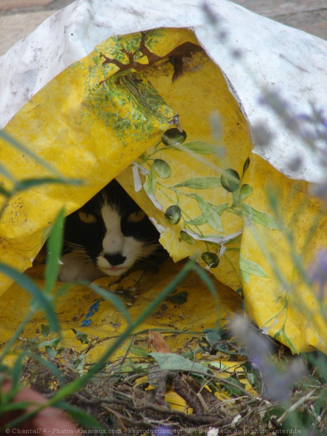 Photo de Chat domestique