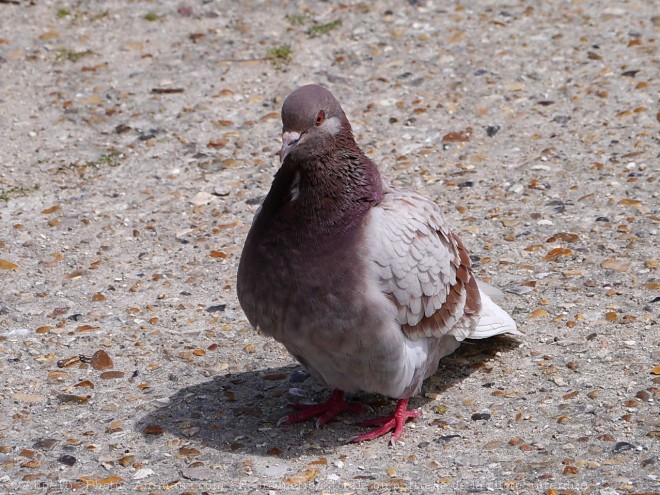 Photo de Pigeon