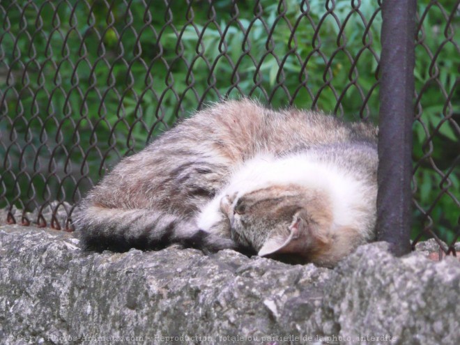 Photo de Chat domestique