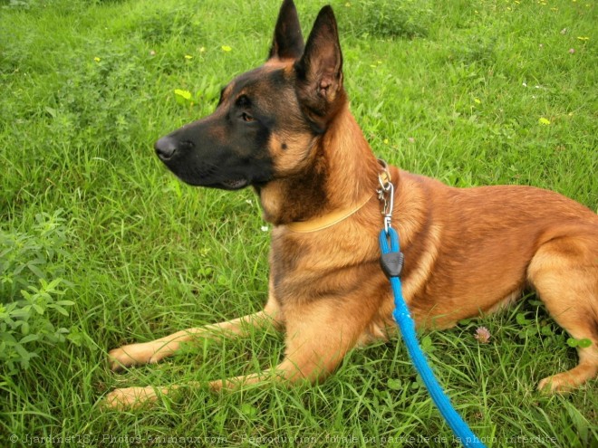 Photo de Berger belge malinois