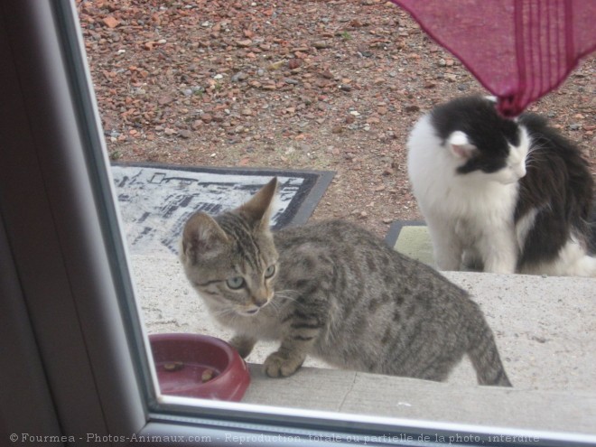 Photo de Chat domestique