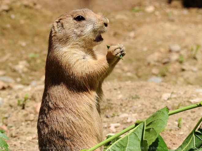 Photo de Chien de prairie