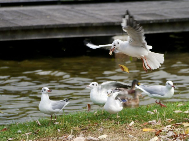 Photo de Mouette