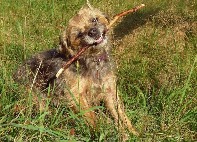 Photo de Border terrier