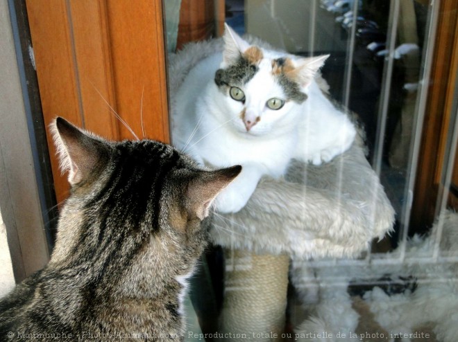 Photo de Chat domestique