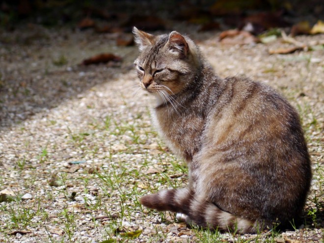 Photo de Chat domestique