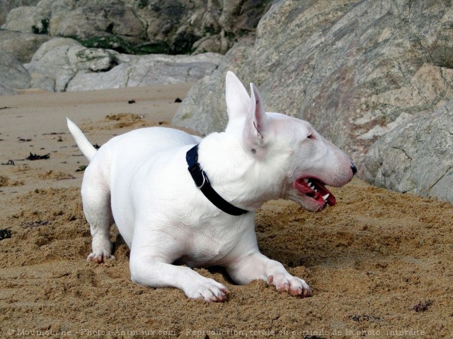 Photo de Bull terrier