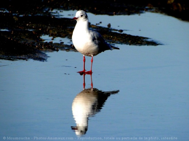 Photo de Mouette